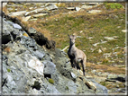 foto Passo dei Salati e Col d'Olen